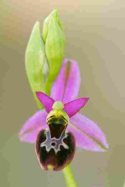 Agrandir ophdruxophgra_0547t.JPG