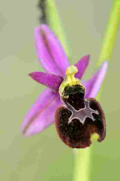 Agrandir ophdruxophgra_6789.JPG