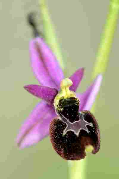 Agrandir ophdruxophgra_6790t.JPG