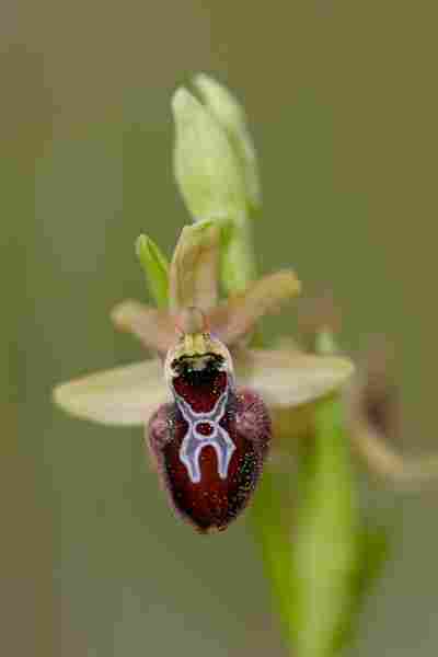 Agrandir ophincxophspl_8454t.JPG