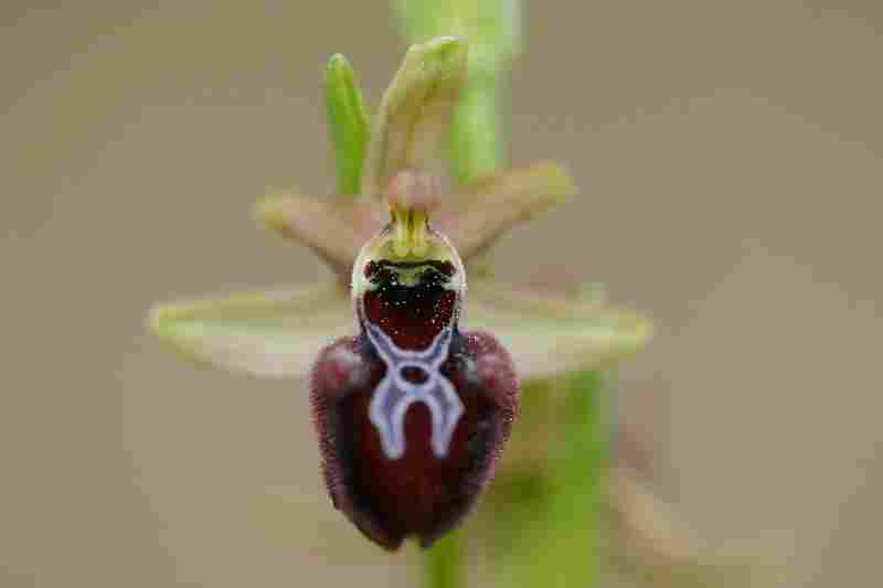Agrandir ophincxophspl_8458t.JPG