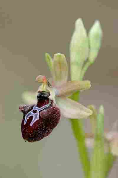 Agrandir ophincxophspl_8462t.JPG