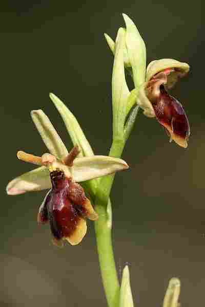 Agrandir ophinsxophlit_2589.JPG
