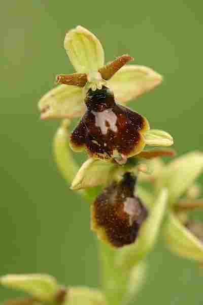 Agrandir ophinsxophpas_1354t.JPG