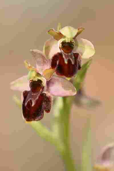 Agrandir ophlitxophsco_3529.JPG