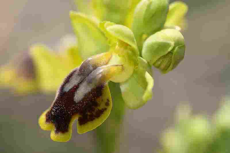 Agrandir ophlupxophlut_4028t.JPG
