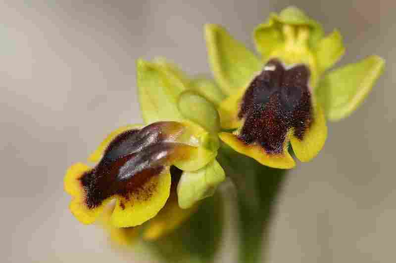 Agrandir ophlupxophlut_4032t.JPG