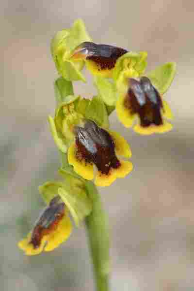 Agrandir ophlupxophlut_4036t.JPG