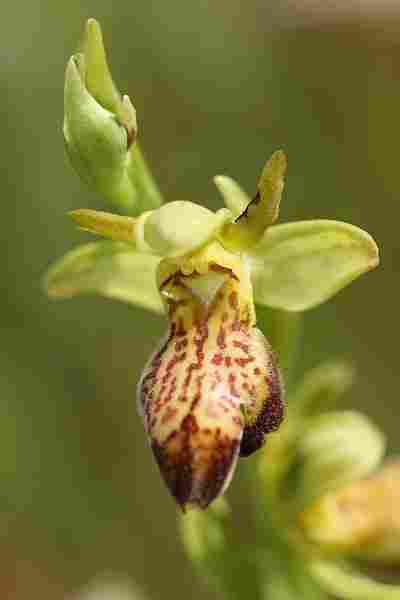 Agrandir ophlupxophpas_1134.JPG