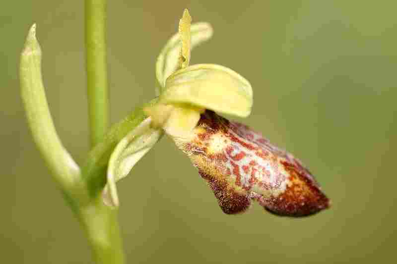 Agrandir ophlupxophpas_1140.JPG
