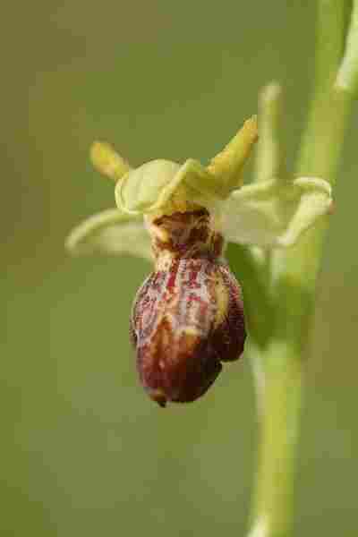 Agrandir ophlupxophpas_1145.JPG