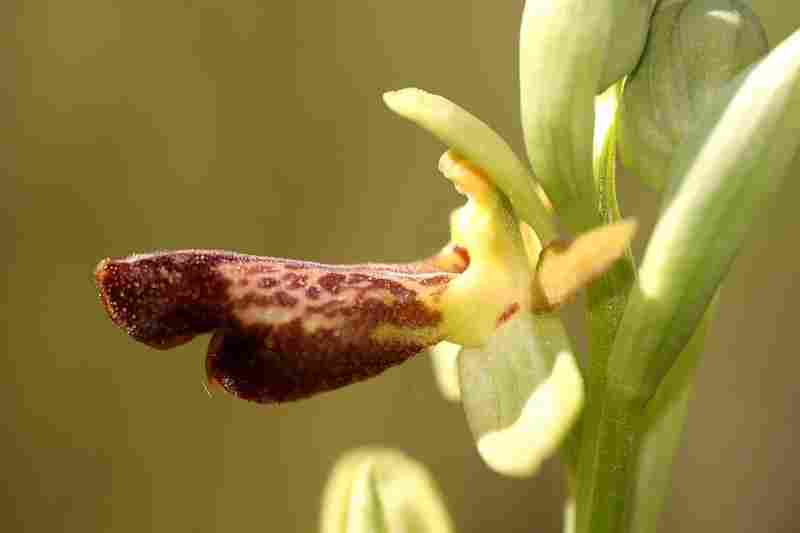 Agrandir ophlupxophpas_3578t.JPG