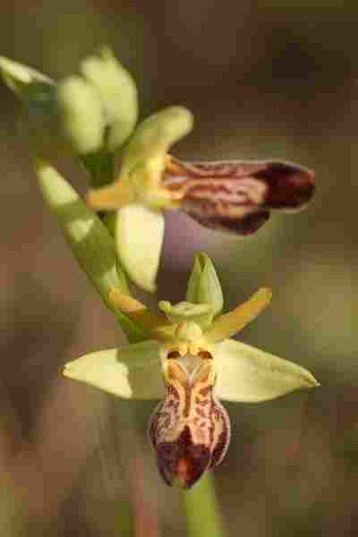 Agrandir ophlupxophpas_3580t.JPG