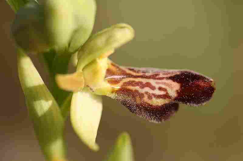 Agrandir ophlupxophpas_3582t.JPG