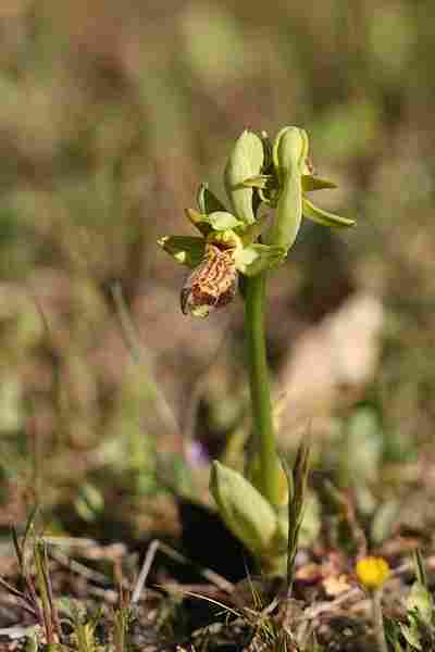 Agrandir ophlupxophpas_3589t.JPG