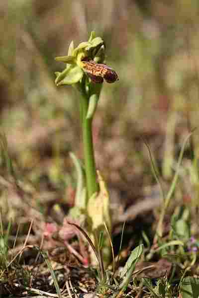 Agrandir ophlupxophpas_3590t.JPG