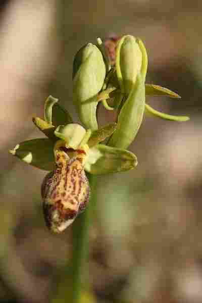 Agrandir ophlupxophpas_3591t.JPG