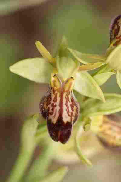 Agrandir ophlupxophpas_4697t.JPG