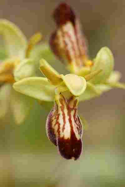 Agrandir ophlupxophpas_4702t.JPG