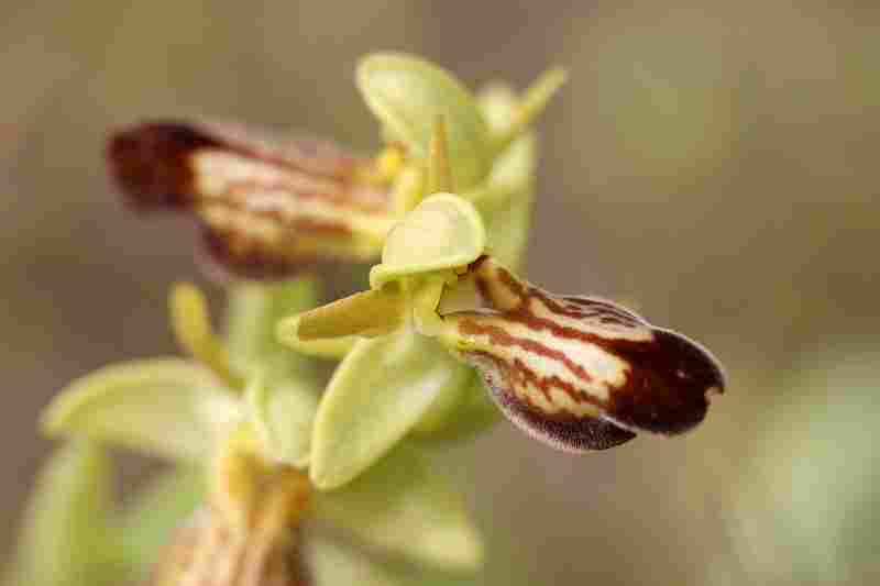 Agrandir ophlupxophpas_4705t.JPG