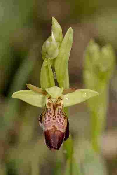 Agrandir ophlupxophpas_6000t.JPG