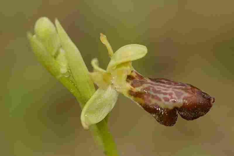 Agrandir ophlupxophpas_6006t.JPG