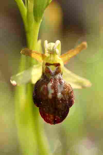 Agrandir ophlupxophpro_1050.JPG
