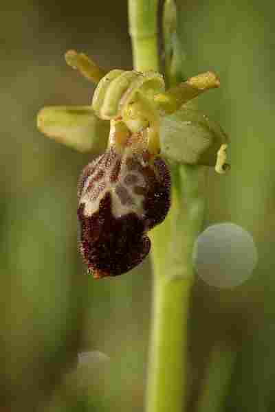 Agrandir ophlupxophpro_1063.JPG