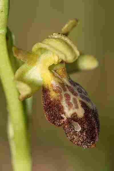 Agrandir ophlupxophpro_1065.JPG