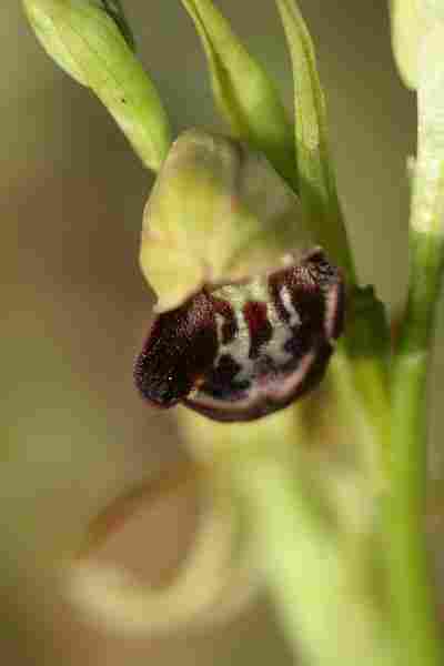 Agrandir ophlupxophpro_1114.JPG