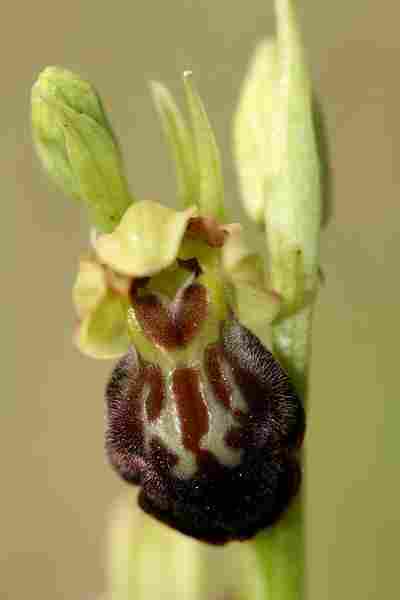 Agrandir ophlupxophpro_1210.JPG