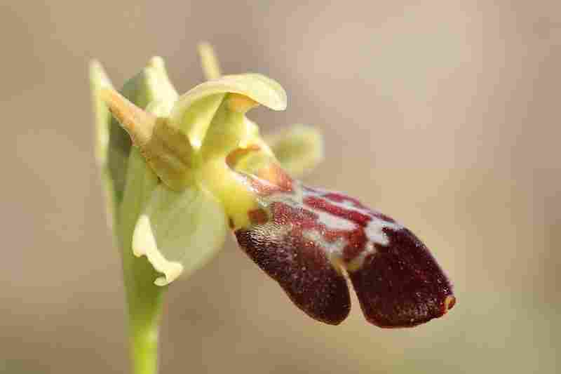 Agrandir ophlupxophpro_3627t.JPG