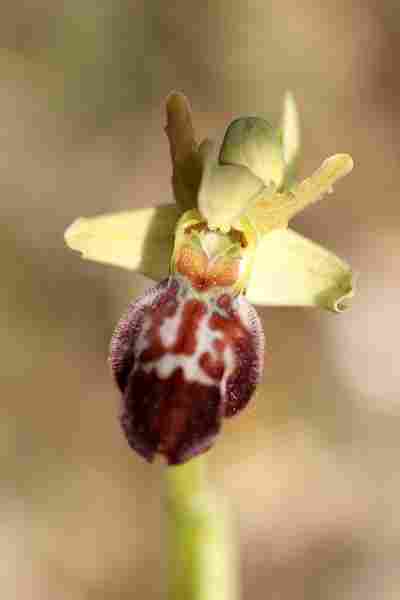 Agrandir ophlupxophpro_3630t.JPG