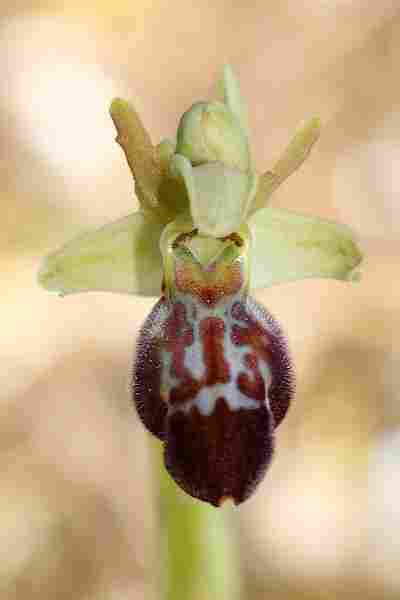 Agrandir ophlupxophpro_3640t.JPG