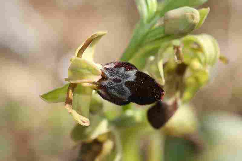 Agrandir ophlupxophpro_3645t.JPG