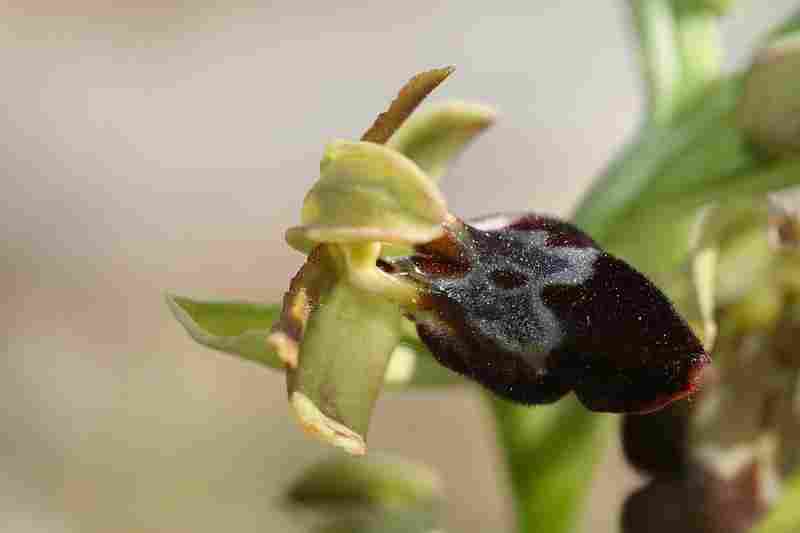 Agrandir ophlupxophpro_3646t.JPG