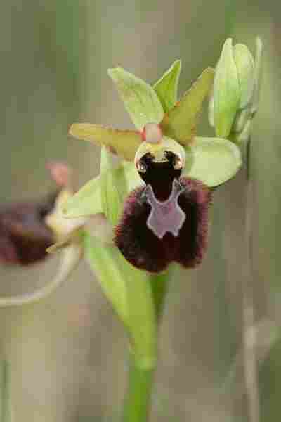 Agrandir ophmagxophpas_3398.JPG