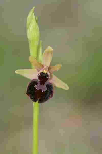 Agrandir ophmagxophpas_3411.JPG