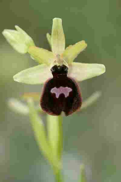 Agrandir ophmagxophpas_3418.JPG