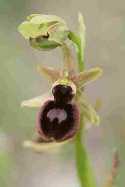 Agrandir ophmagxophpas_3431.JPG