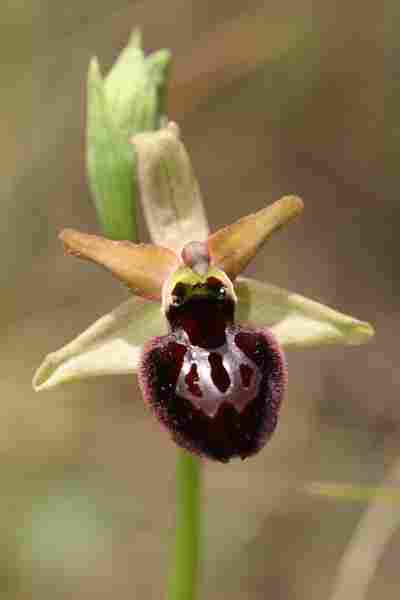 Agrandir ophmagxophpas_3497.JPG