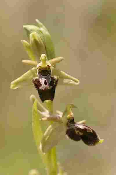 Agrandir ophmarxophsco_5541t.JPG
