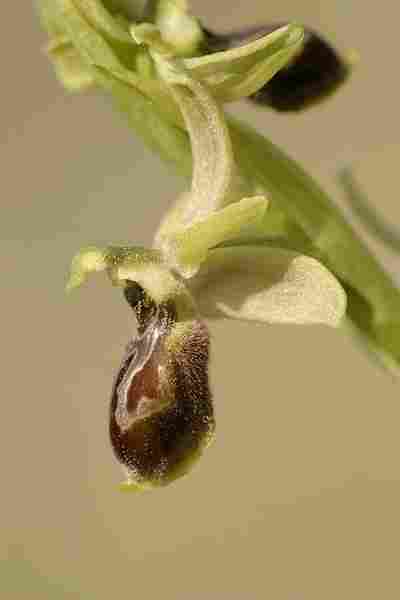 Agrandir ophmarxophsco_5548t.JPG