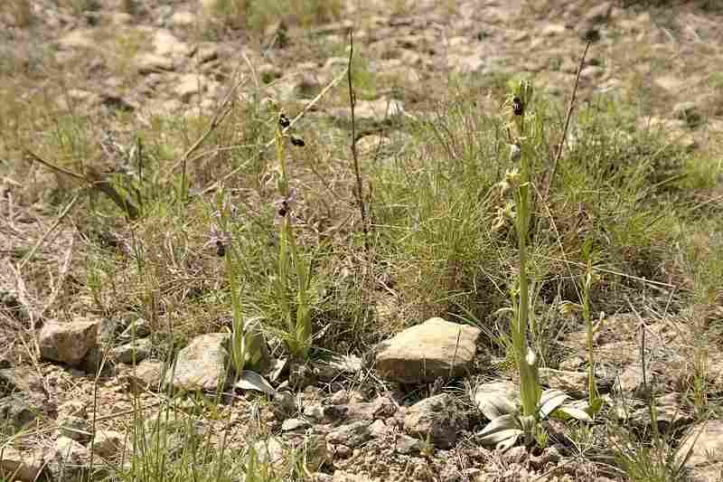 Agrandir ophmarxophsco_5569t.JPG