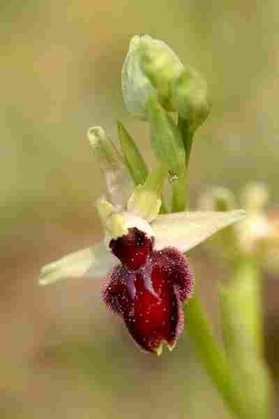 Agrandir ophproxophvet_8551t.JPG