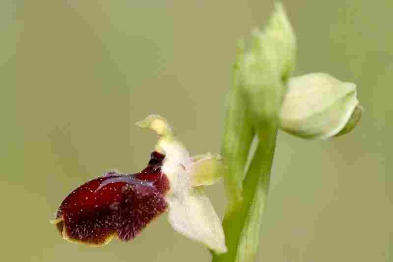 Agrandir ophproxophvet_8555t.JPG