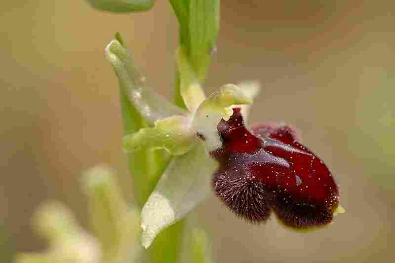 Agrandir ophproxophvet_8559t.JPG