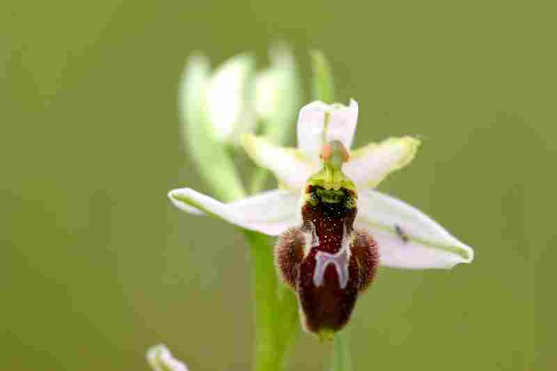 Agrandir ophscoxophspl_8464t.JPG