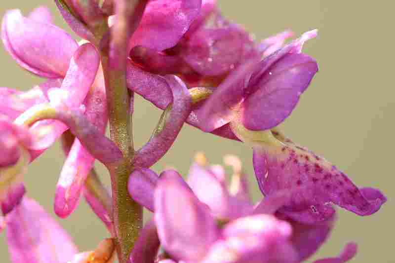 Agrandir orcmasxorcpal_7726.JPG